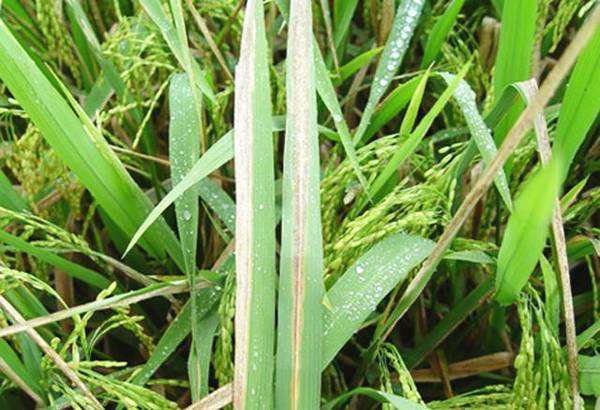 水稻白叶枯病症状及防治措施,水稻白叶枯病用什么预防