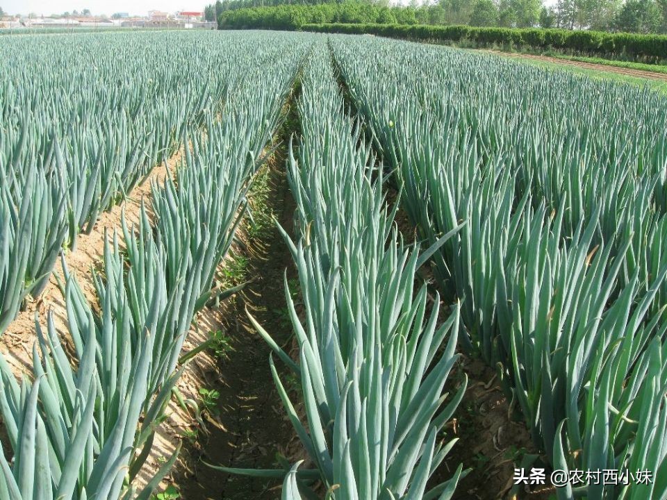 露天蔬菜种植怎样使用防虫网,蔬菜种植技术知识大全