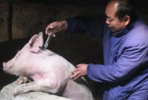 猪打针过敏反应症状,猪防疫过敏打什么针