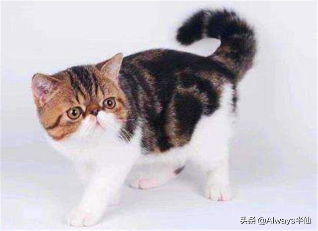 中国人为什么不吃掉猫,中国人为什么不吃猫