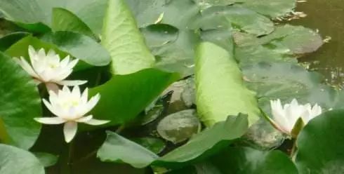 彬彬有理与彬彬有礼,彬彬有礼的反义词无礼粗鲁