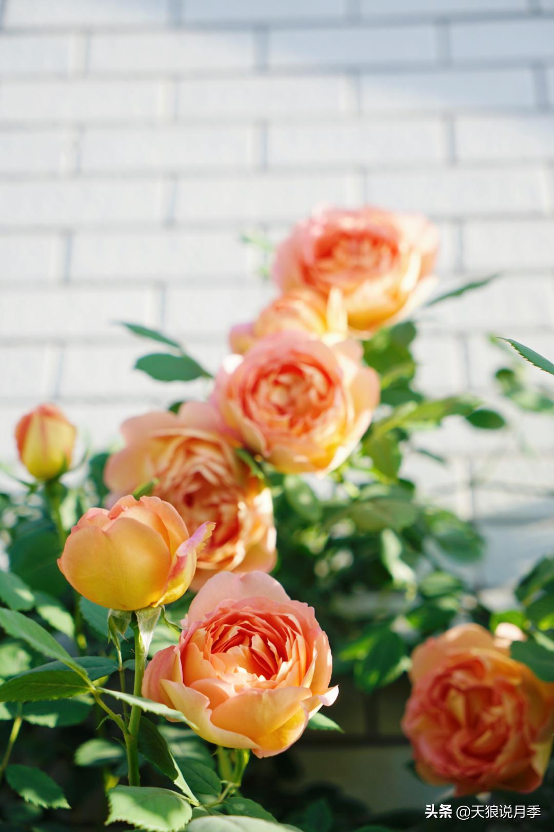 如何打造四季开花的花园,如何打造四季都有花的花园