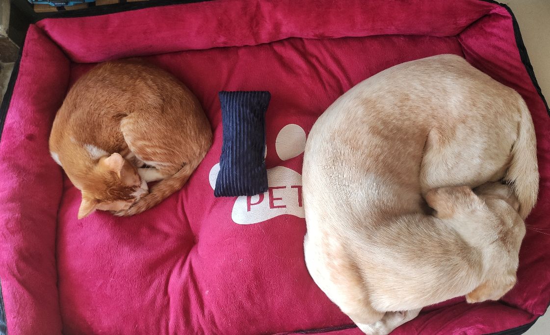 这是什么狗,狗狗横齿什么样