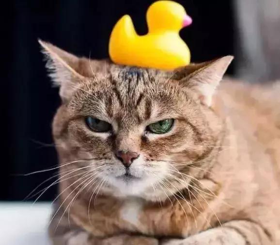 如何帮助猫咪正确发腮？89%的铲屎官不知道的养猫知识