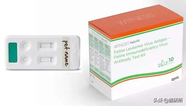 如何挑选一只健康的小猫咪,怎样快速得到小猫咪