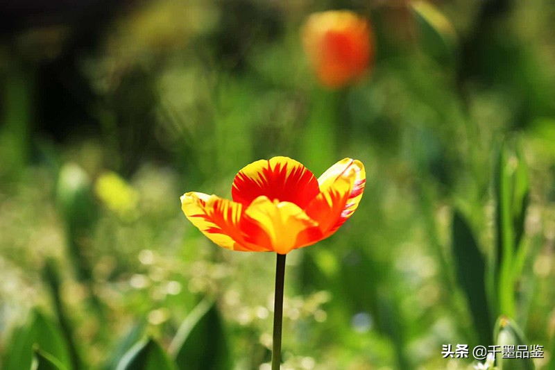 静物摄影作品欣赏郁金香,郁金香的摄影作品欣赏