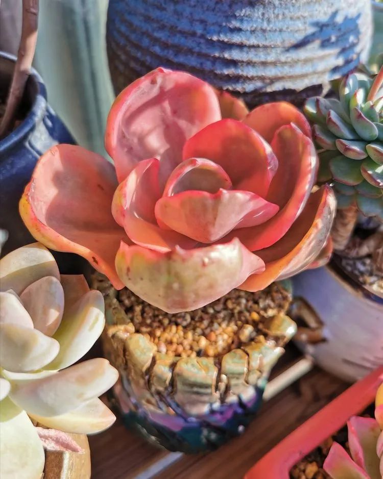 人生就像养多肉一样,人生如同养多肉时间不会怠慢