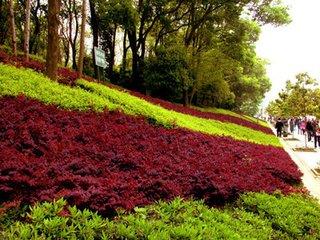 红花檵木盆景的鉴赏与制作管理,红花木槿造景