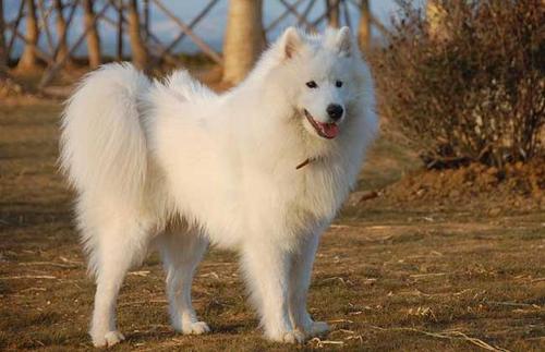 搞笑又可爱的狗子,萌到流鼻血宠物的搞笑可爱瞬间