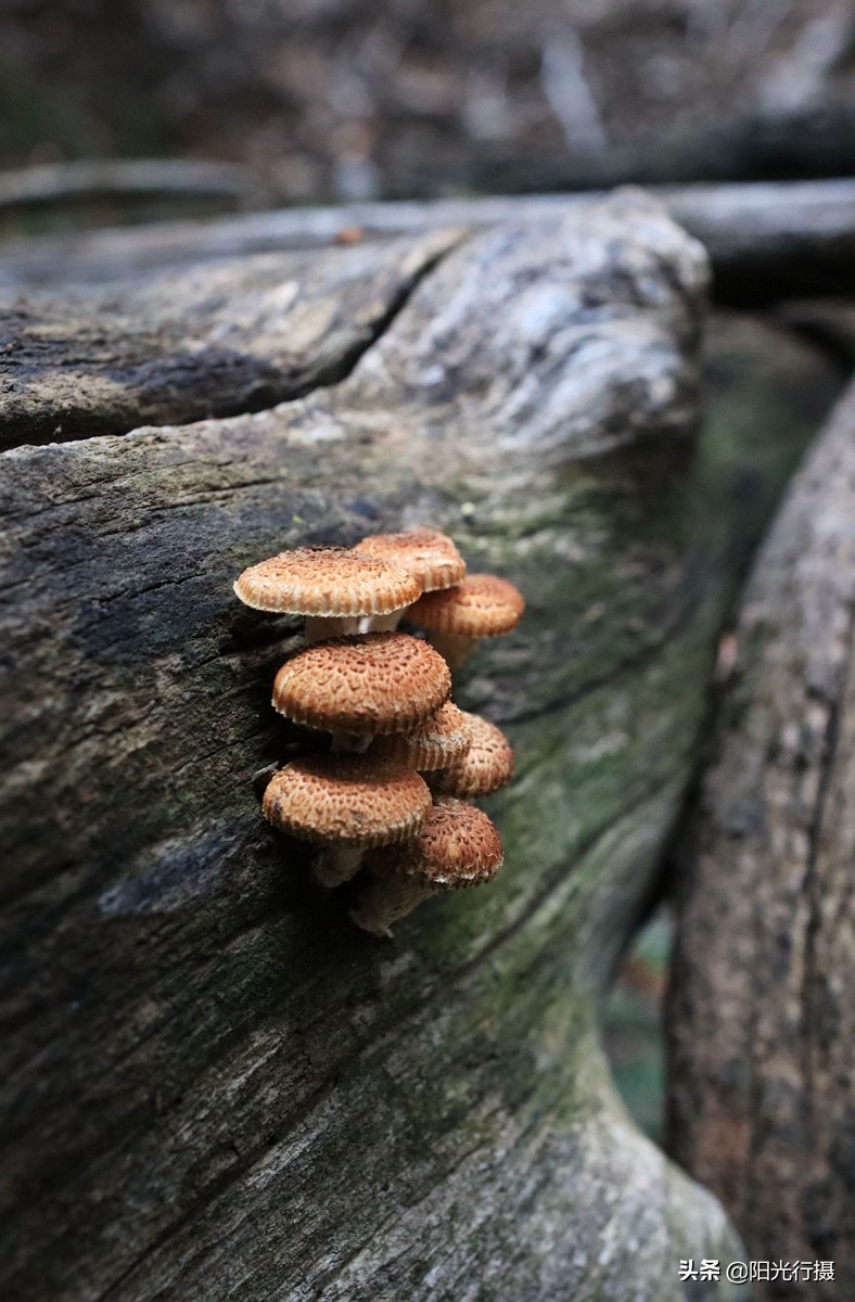 静谧森林和沙漠交界处,静谧森林红色石头