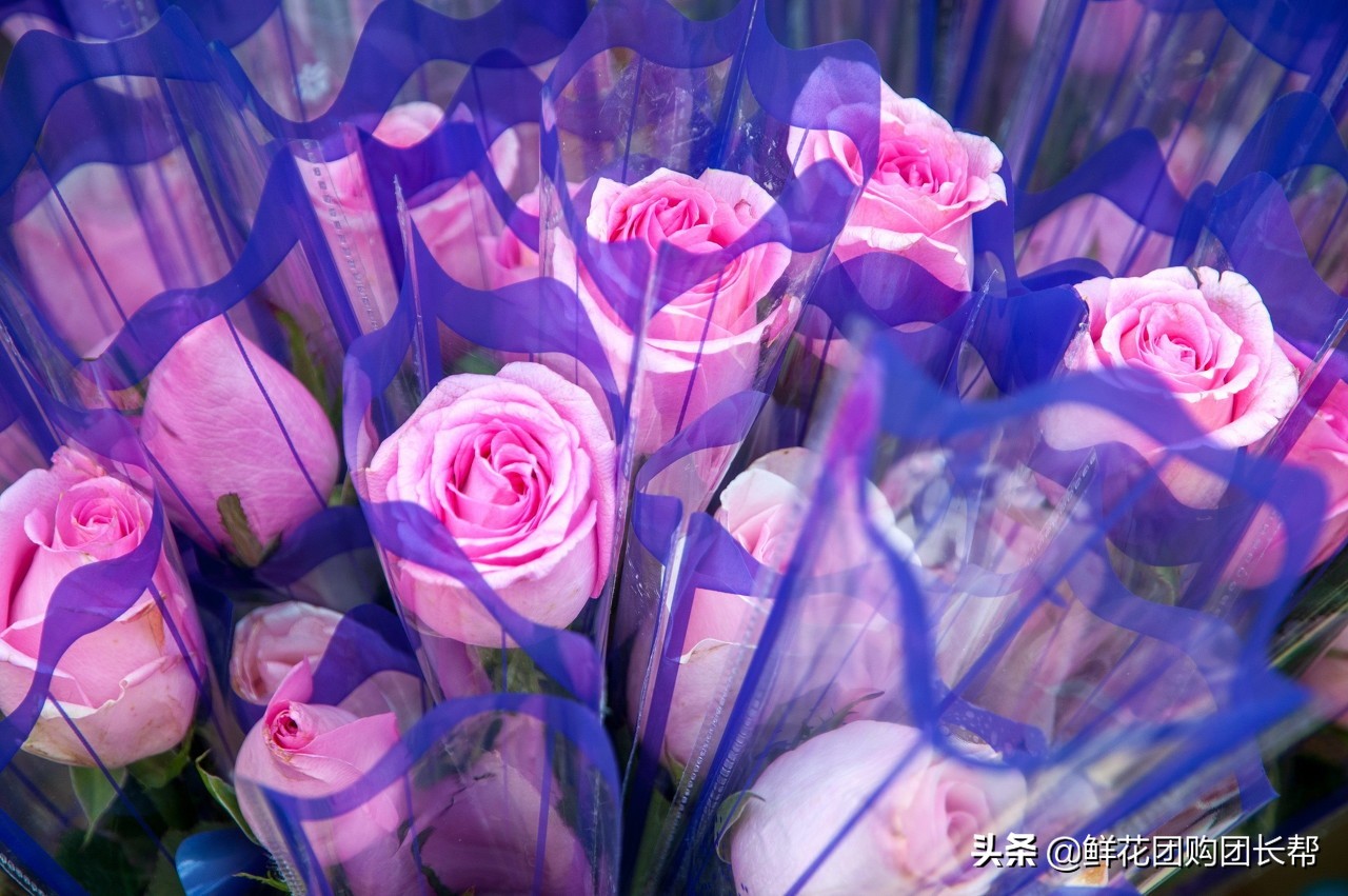 50种常见鲜花的花语大全图解,各种鲜花的花语和图片及名称