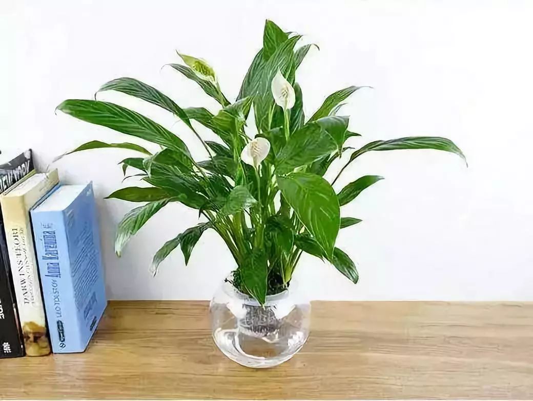 能吸甲醛的植物花卉,吸甲醛的十大植物有哪些