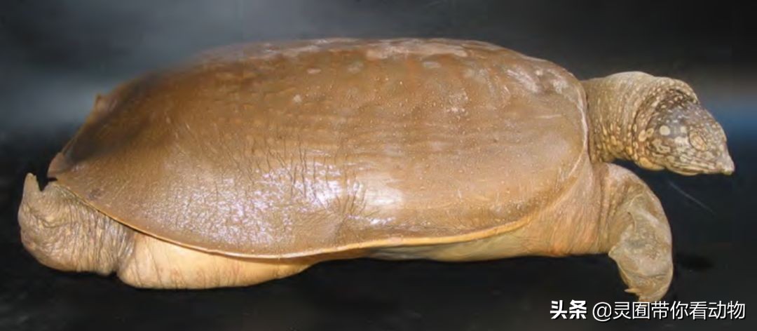 斑鳖即将灭绝人工克隆,全球仅剩3只斑鳖