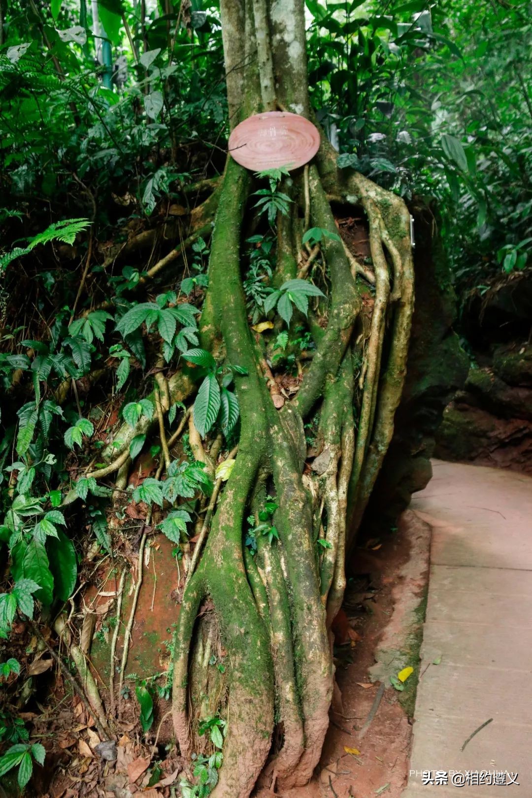 赤水大瀑布 侏罗纪公园 (世界唯一保留的侏罗纪原始公园)