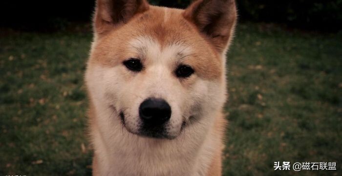 日本的宠物狗秋田,日本的国犬是什么狗