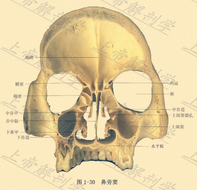 医生常用的解剖学、内外科口诀