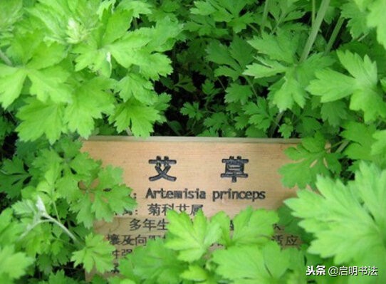 西泠印社印泥种类,印泥的种类与区别