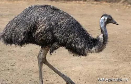 有哪些可以快速赚钱的小项目,老人项目里哪一个项目最赚钱