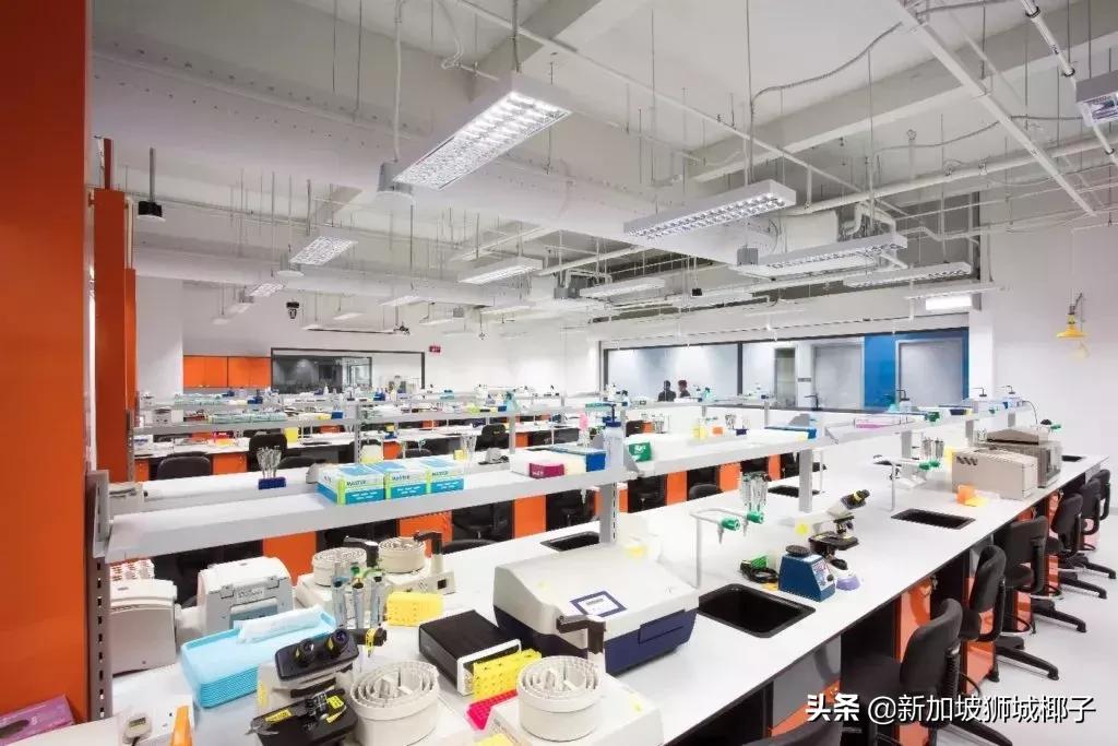 高薪！一部中国热播偶像剧，让新加坡这个专业彻底火了