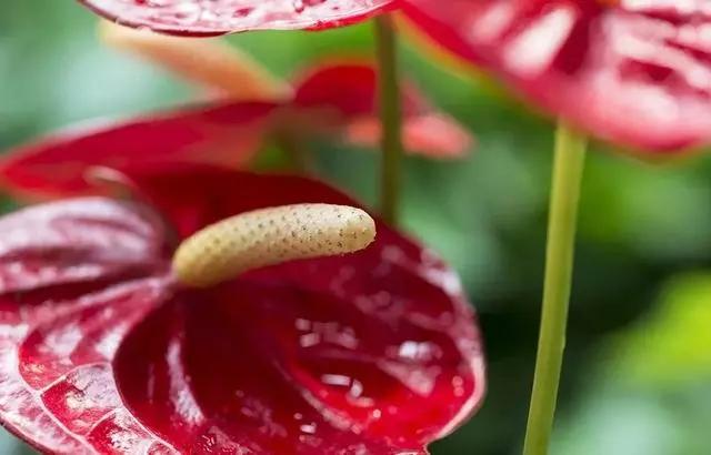 过年家里摆什么植物好,家里过年要摆几样水果