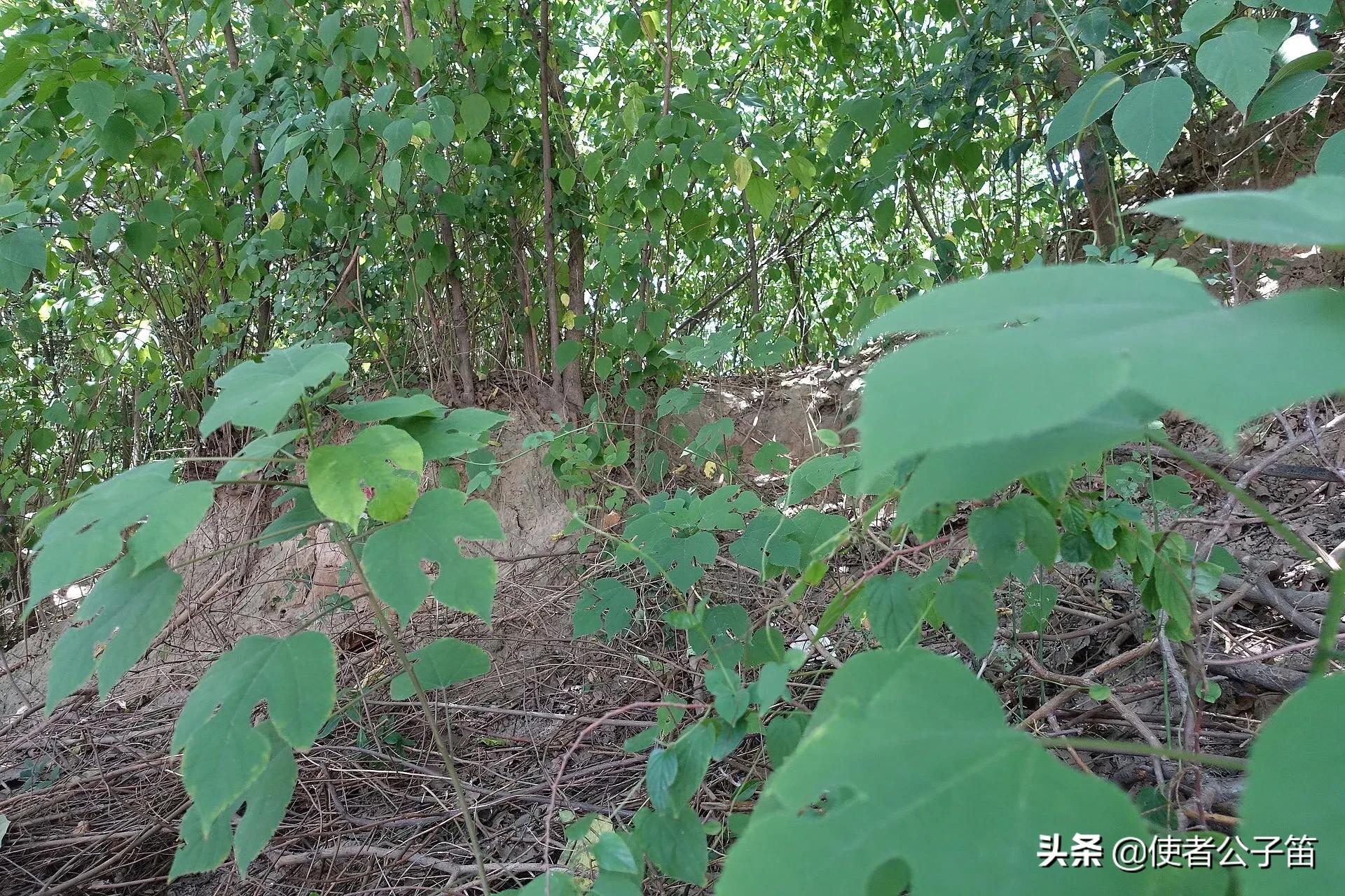 探秘西安长安,大明宫遗址公园攻略千宫之宫