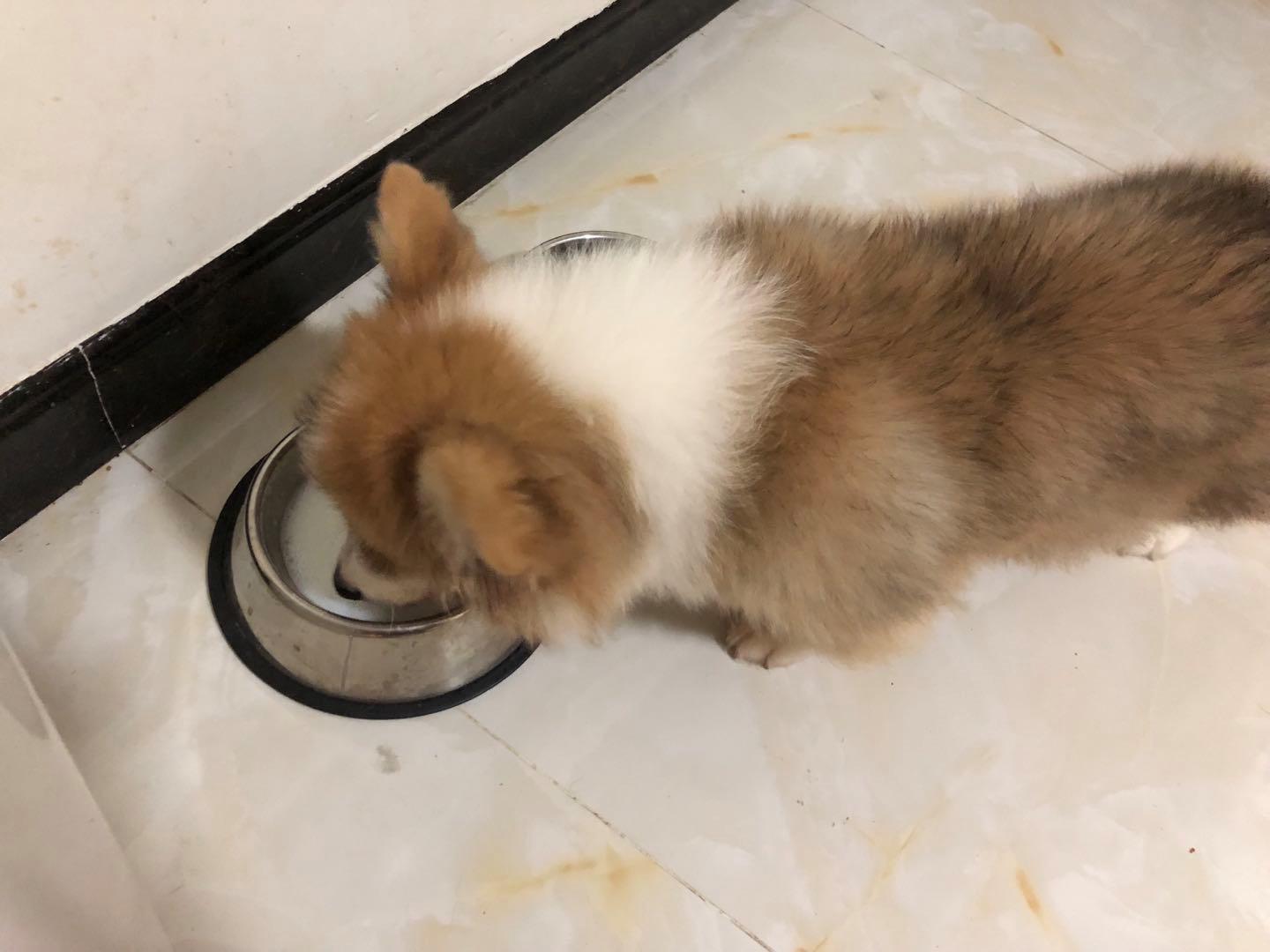 养狗人都要知道的省钱小妙招,月薪3000养狗省钱秘籍