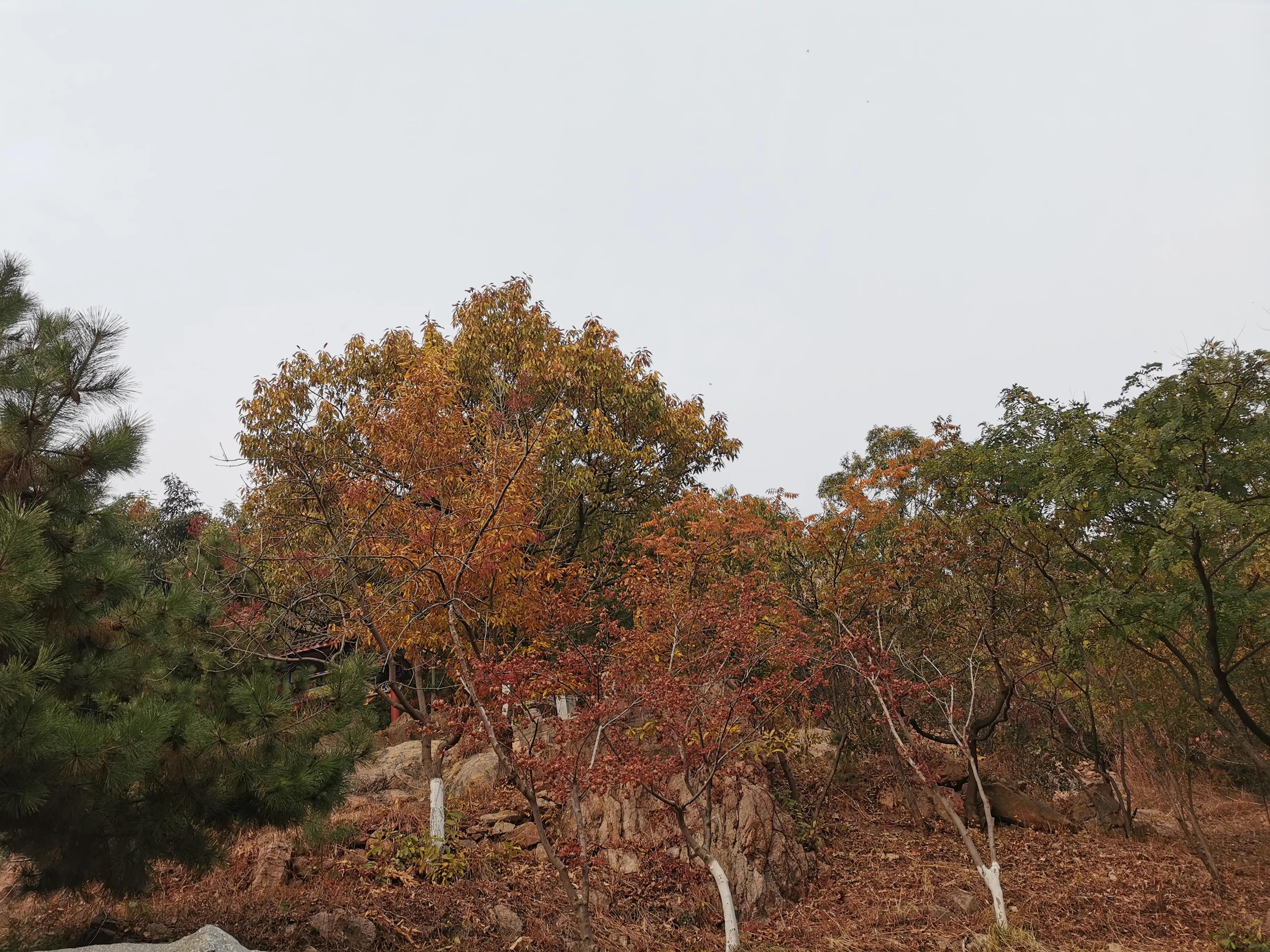 青岛崂山石老人观光园免门票吗,青岛石老人观光园景点图片