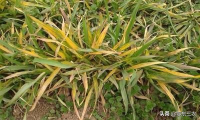 小麦穗下半截枯萎是什么原因,小麦叶片边缘枯萎是什么原因