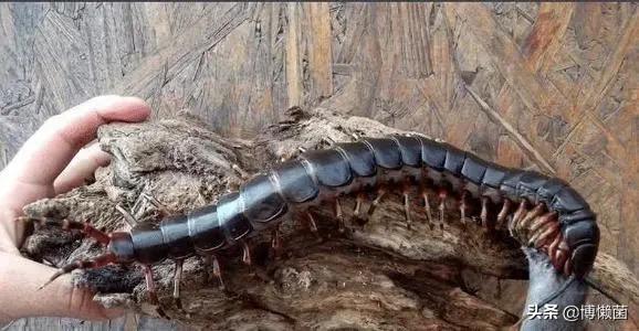 鑿插埄鏅矝宸ㄥ瀷铚堣殻鍚冮笩,鑿插埄鏅矝宸ㄥ瀷铚堣殻鐏粷浜嗗悧