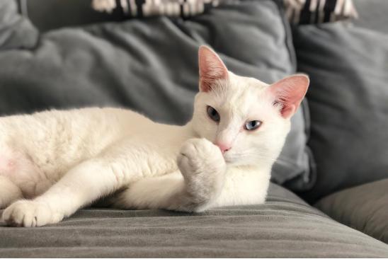 iphone相机操作指南3.0,ios10使用技巧