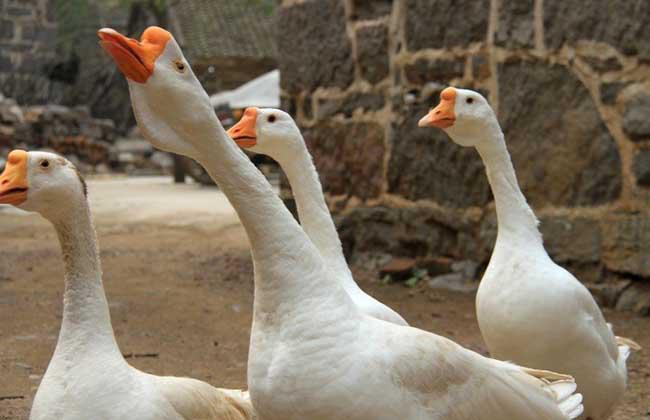 养殖鹅技术大全视频,养殖鹅技术全程指导