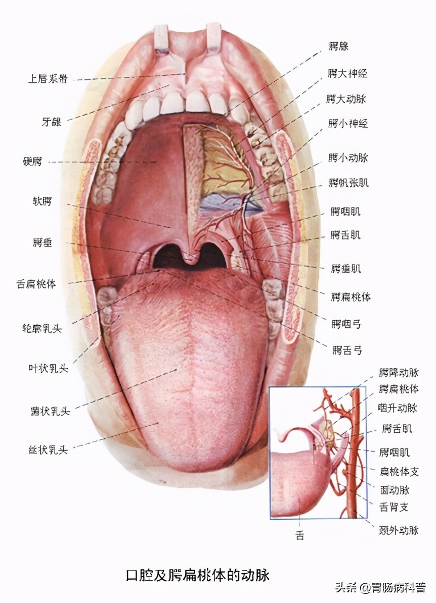 护考消化系统解剖图谱详解,消化系统解剖生理教学