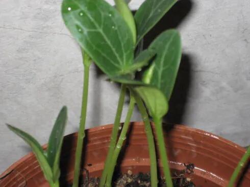 丝瓜苗嫁接方法和视频,丝瓜苗嫁接方法