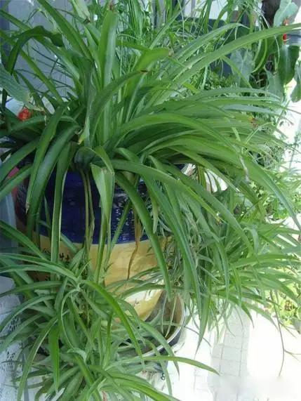 送给喜欢种花的人什么礼物,想养花却把花养死