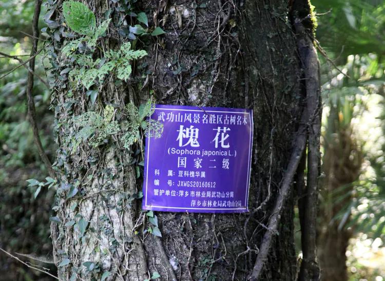 （31）美丽的龙山村