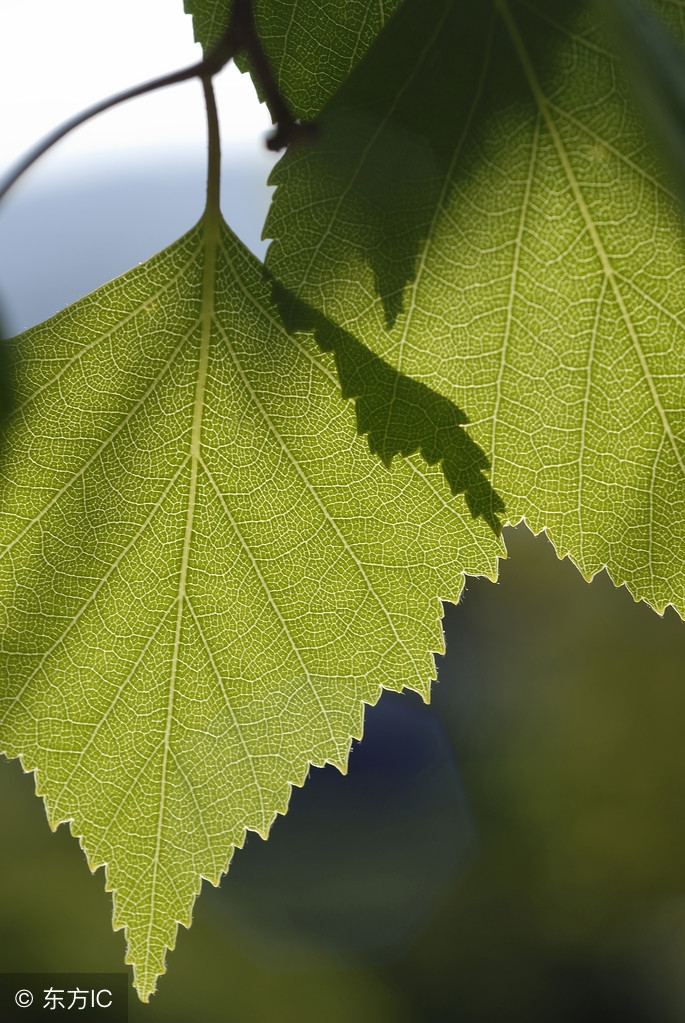 女朋友头回登门就遇到捡垃圾的老父亲,王先生急得满头大汗