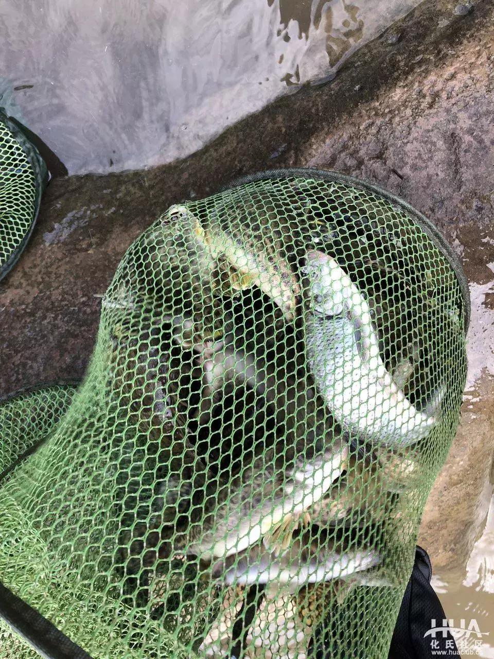 空钩钓上来鱼有什么寓意,路亚空钩上鱼