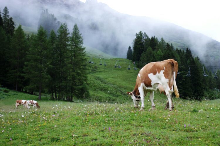 阿尔卑斯小镇奥地利,奥地利阿尔卑斯山小镇