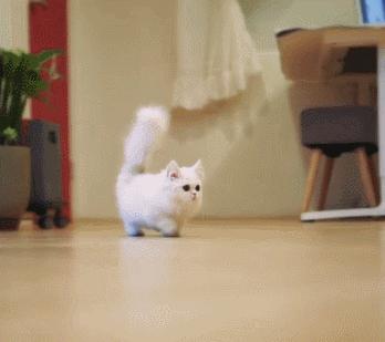 小奶猫的危害视频,小奶猫有什么危险