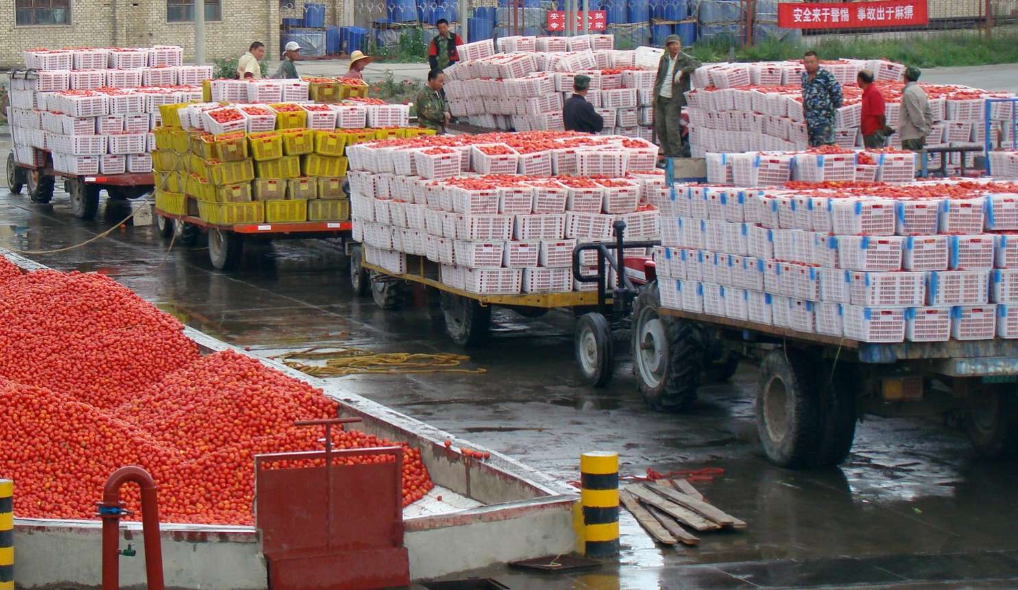 疆新,新疆番茄红素来了解一下