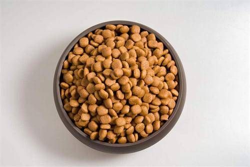 狗狗为什么胖不起来,狗狗长胖不长高咋办