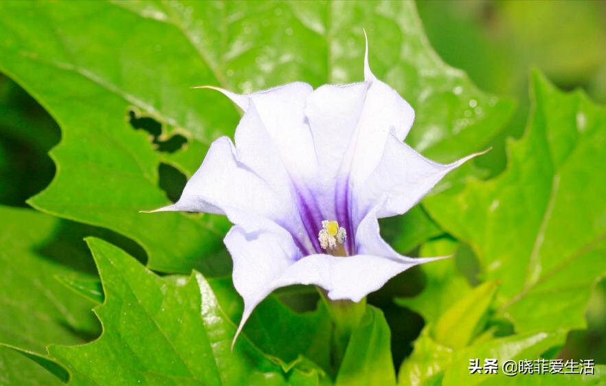 哪些花气味有毒不能养,哪10种花有毒