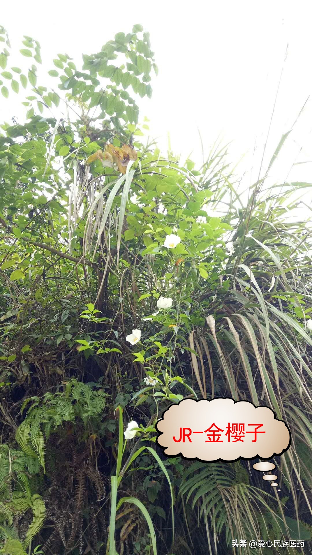 一字之差中药材,常见中药对比认清中药很重要