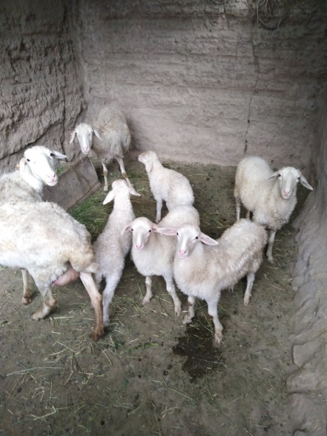 养羊要养多少才能赚钱,养殖羊30只一年利润有多少