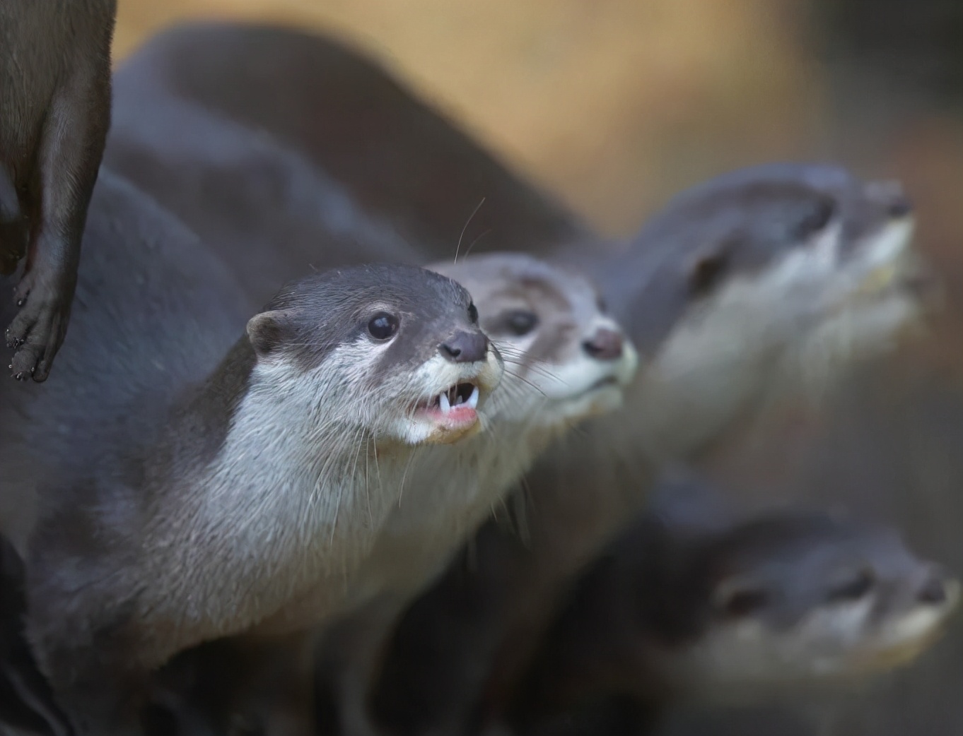 新加坡华人打架斗殴事件,新加坡打架最惨烈的一次