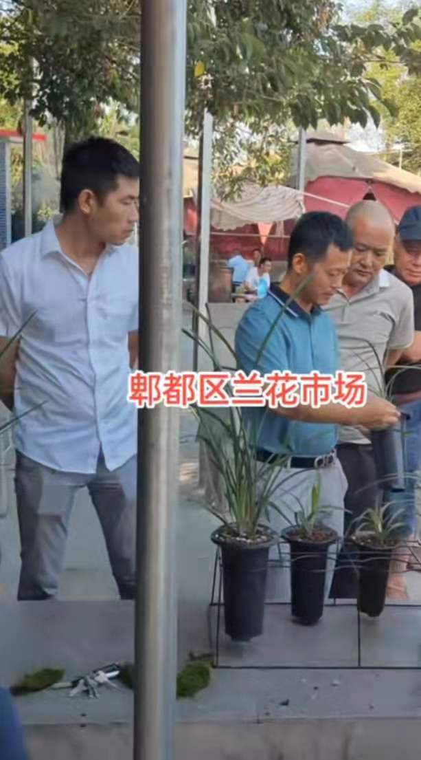 郫都区兰花交易市场在哪里,郫都最大的兰花市场