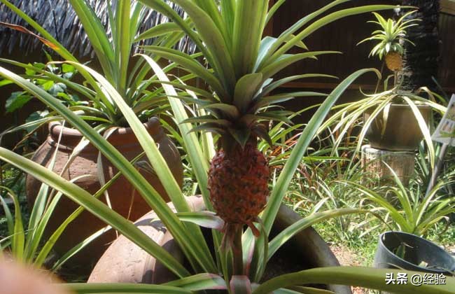 菠萝头怎么种植盆栽,盆栽菠萝的种植方法和注意事项