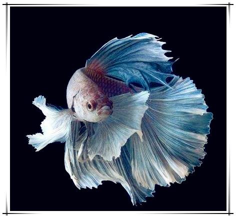 热带鱼斗鱼如何养,热带鱼饲养方法大全视频