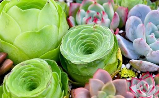 养花黑腐怎么处理,多肉黑菌病怎么治疗