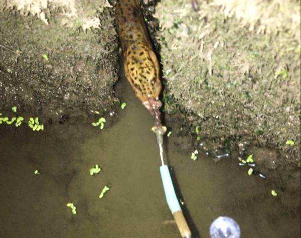 钓黄鳝出洞技巧,黄鳝钓黄鳝怎么钓